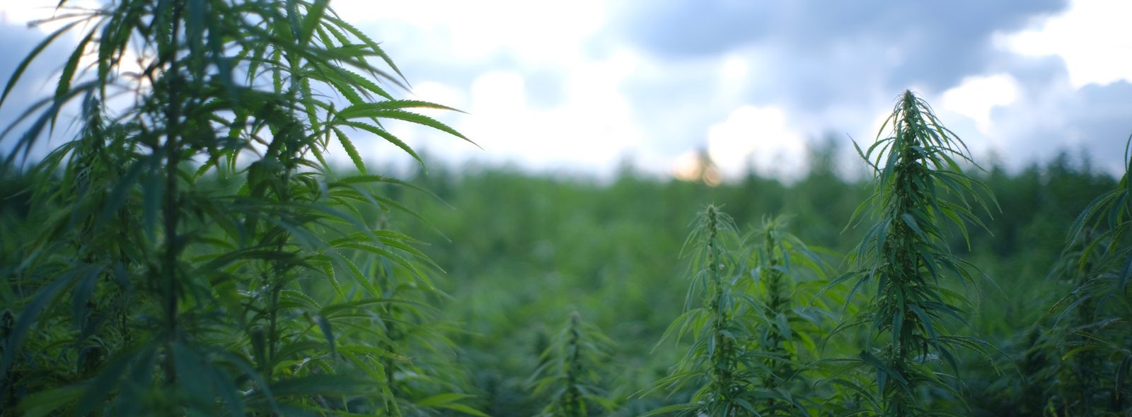 Hotel CBD Products / Hemp Oils for Hotels / Hotel CBD Sleep Solutions